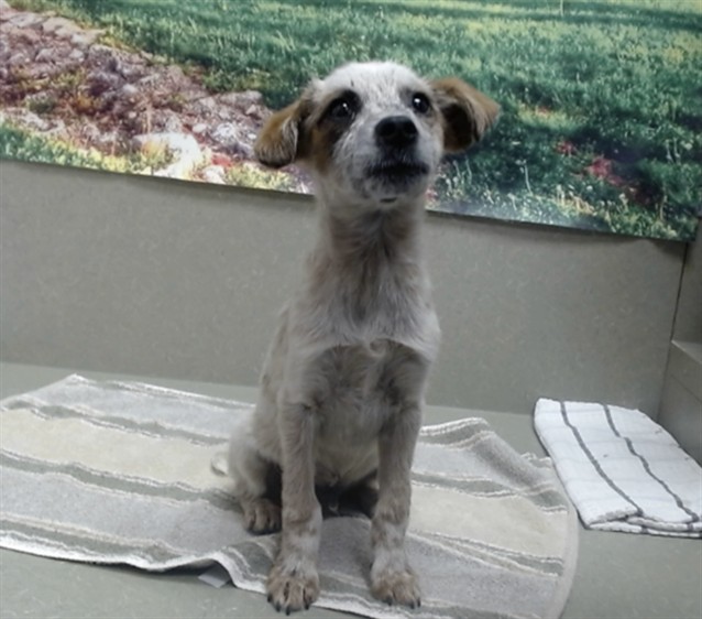 Adoptable Dog