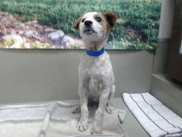 Adoptable Dog