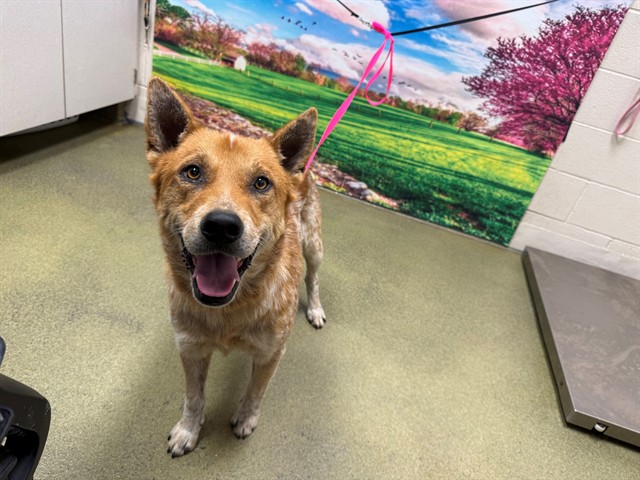 Adoptable Dog