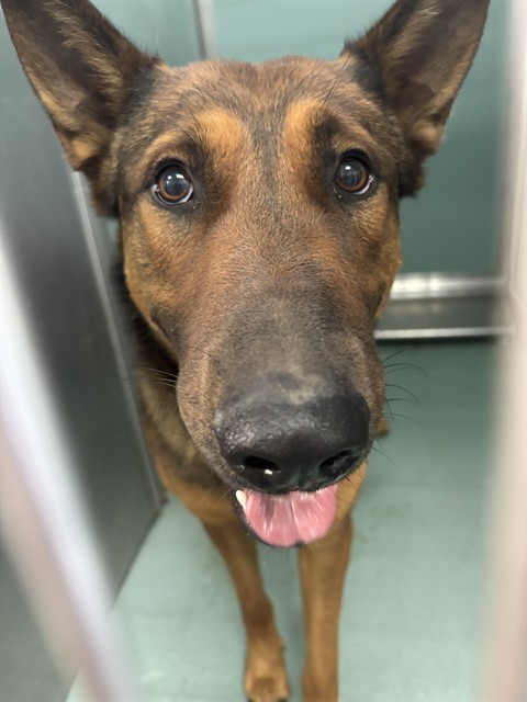 Adoptable Dog