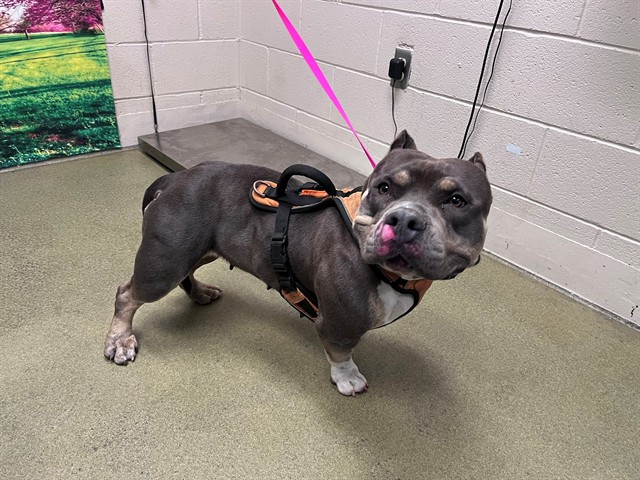 Adoptable Dog