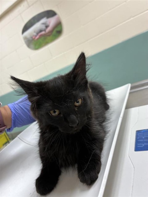Adoptable Cat