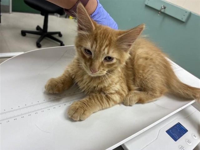 Adoptable Cat
