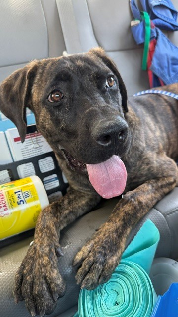 Adoptable Dog