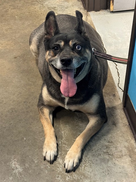 Adoptable Dog