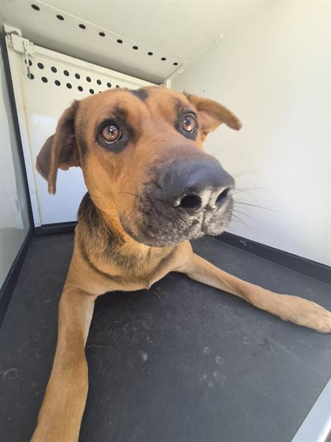 Adoptable Dog