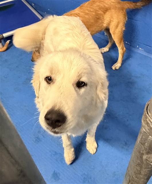 Adoptable Dog