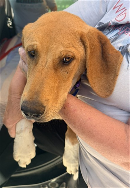 Adoptable Dog