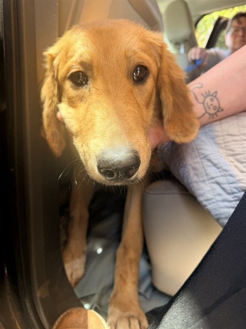 Adoptable Dog