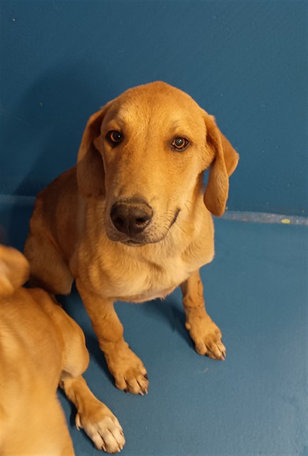 Adoptable Dog