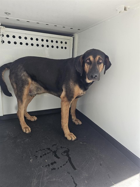 Adoptable Dog