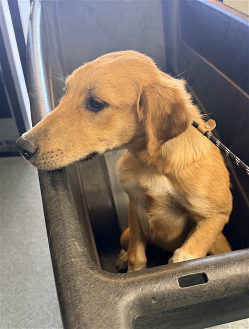 Adoptable Dog