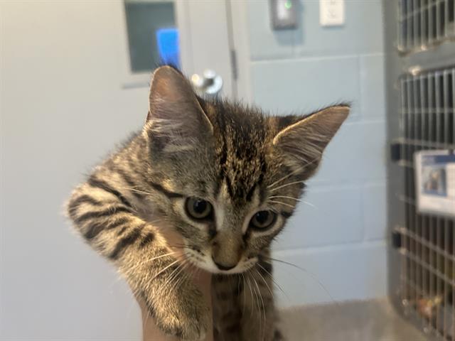 Leo