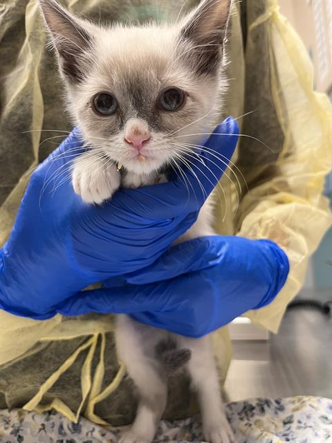 Adoptable Cat