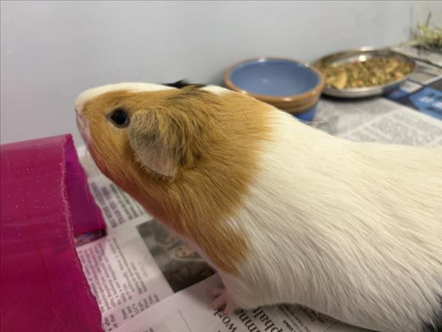 Gizmo