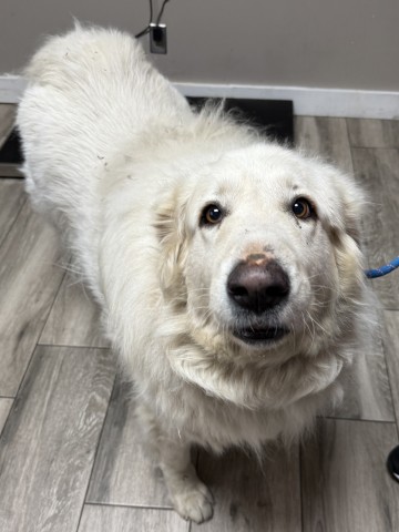 Snowball