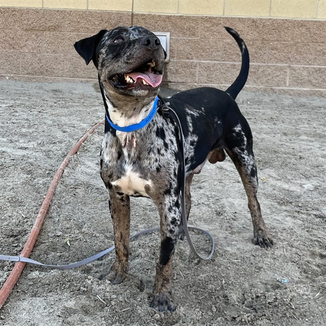 Otis
