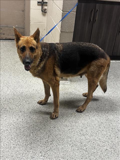 Adoptable Dog