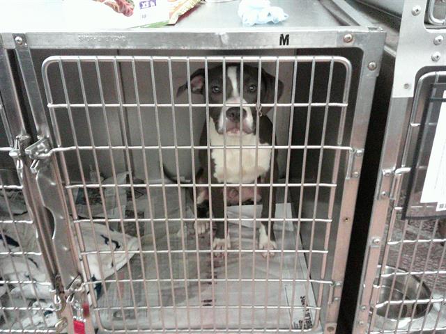 Adoptable Dog