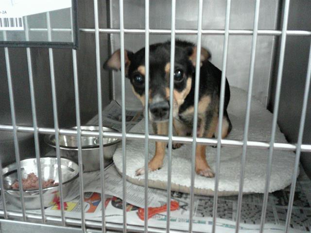 Adoptable Dog