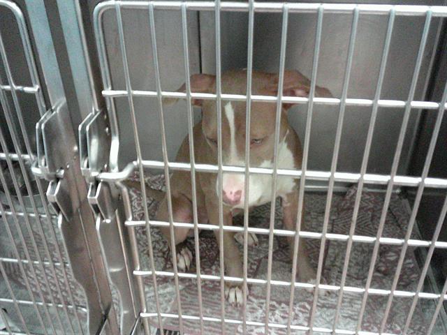 Adoptable Dog