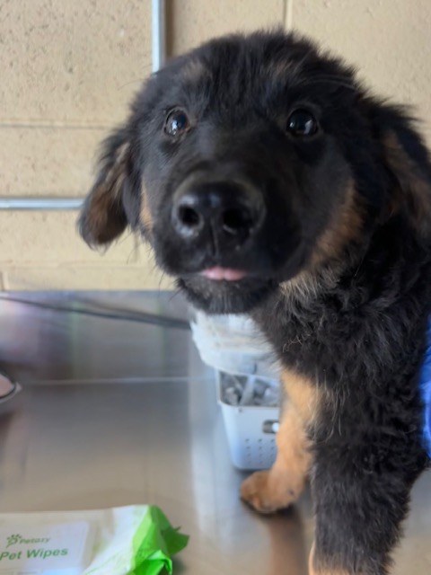 Adoptable Dog