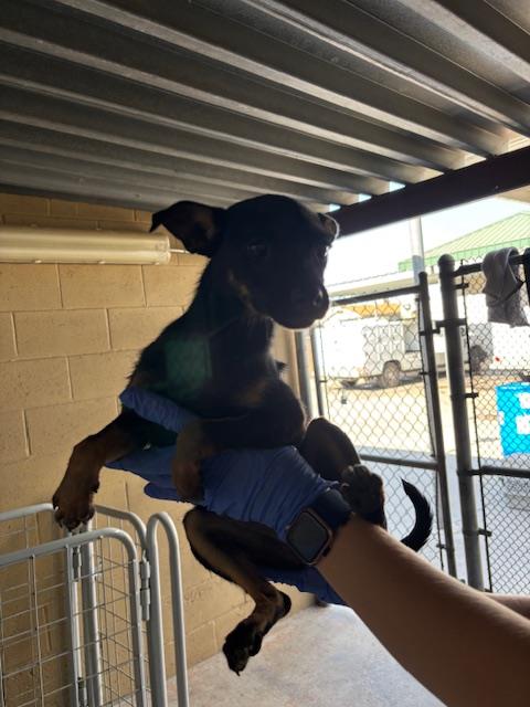 Adoptable Dog