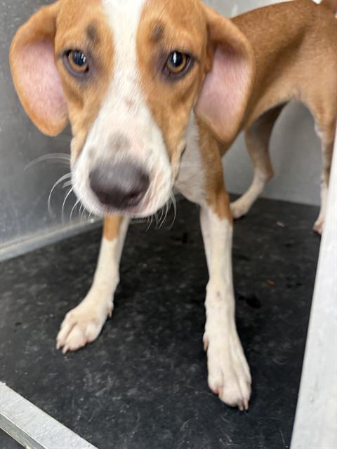 Adoptable Dog