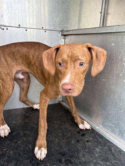 Adoptable Dog