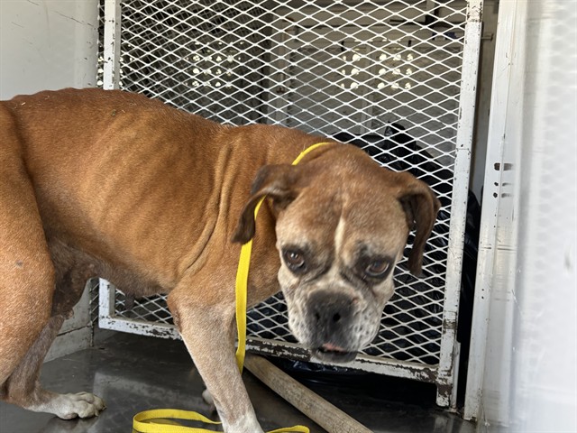 Adoptable Dog