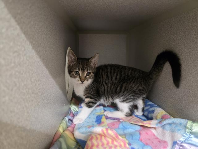 Adoptable Cat