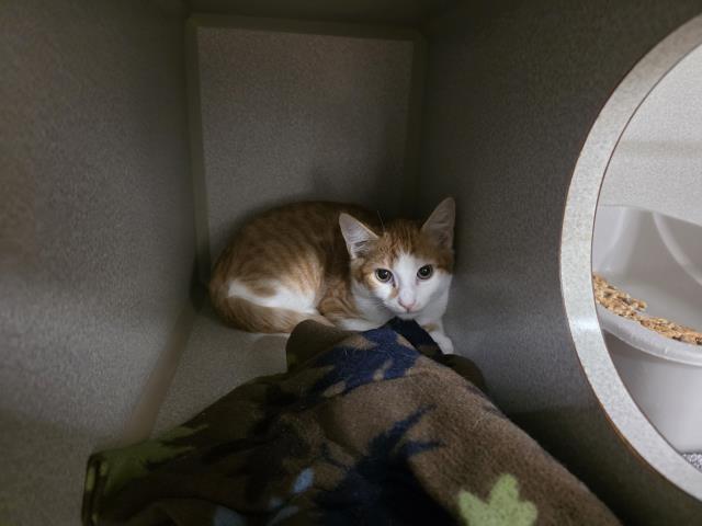Adoptable Cat