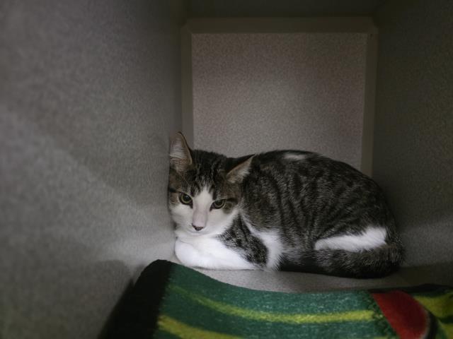 Adoptable Cat