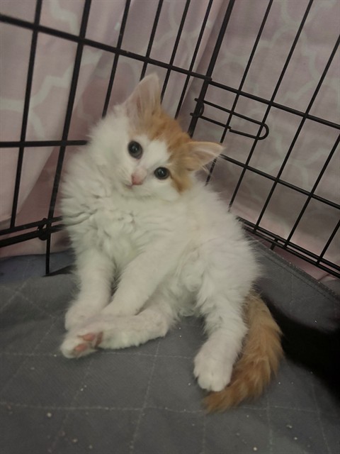 Sherry