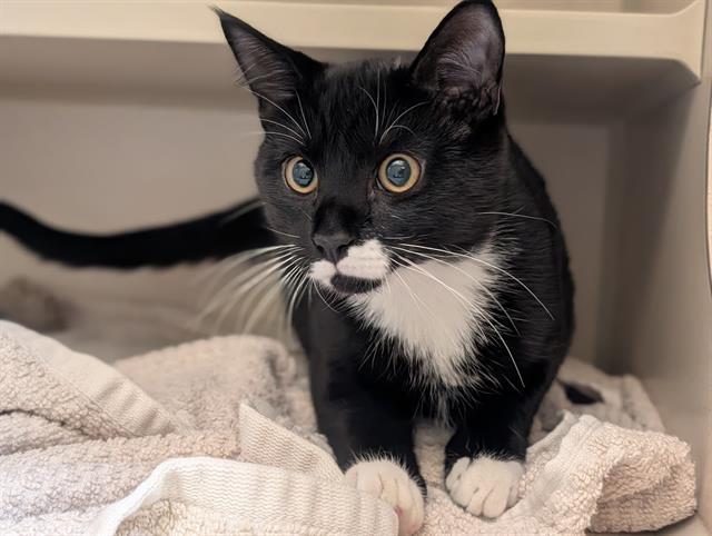Oreo