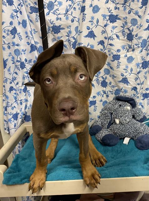 Adoptable Dog