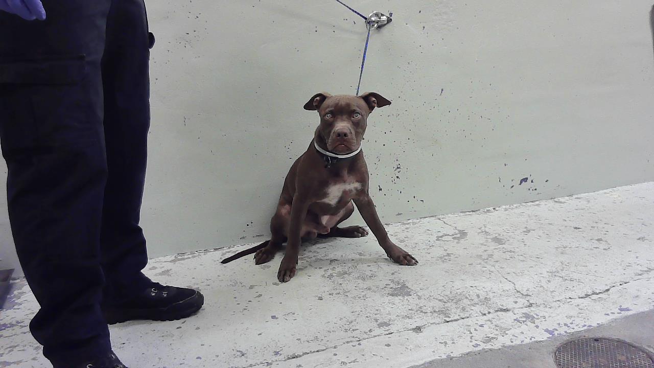Adoptable Dog