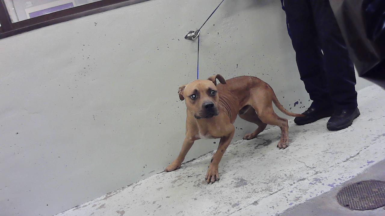 Adoptable Dog