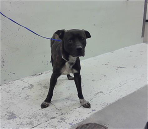 Adoptable Dog