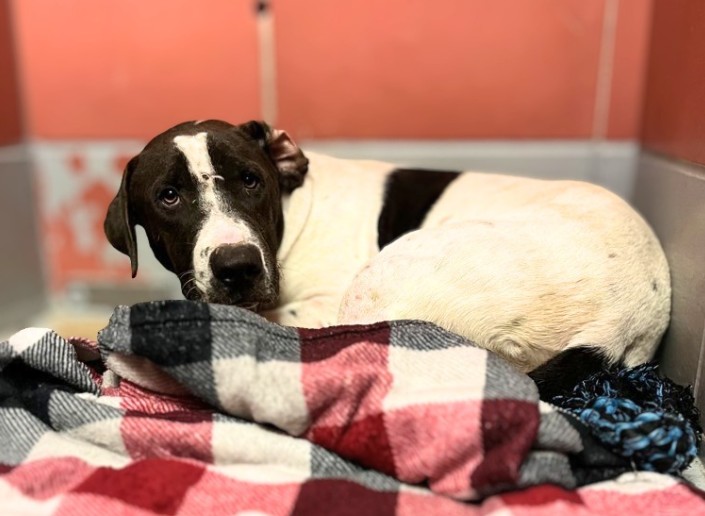 Adoptable Dog