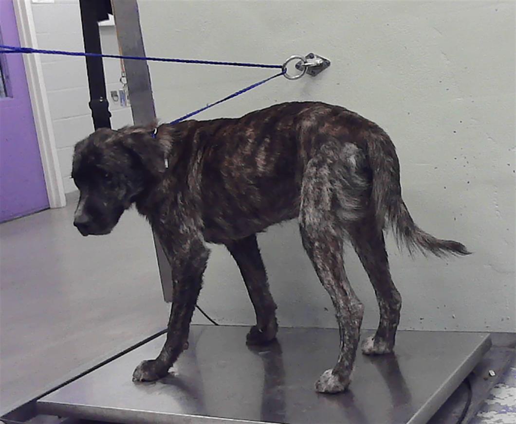 Adoptable Dog