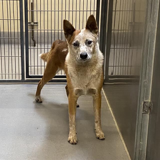 Adoptable Dog