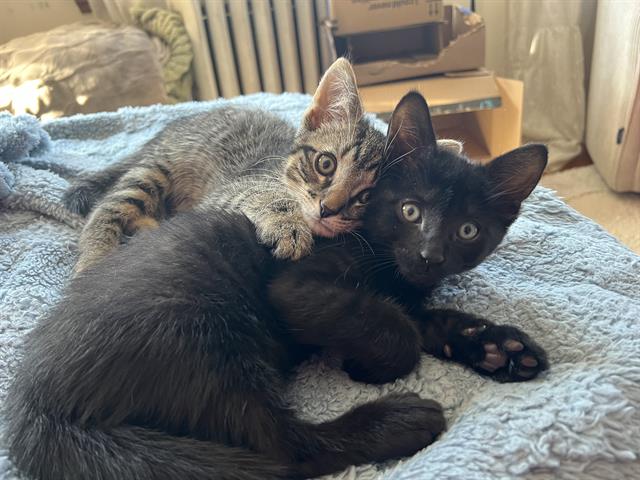 Peppercorn