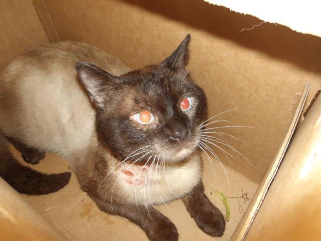 Adoptable Cat