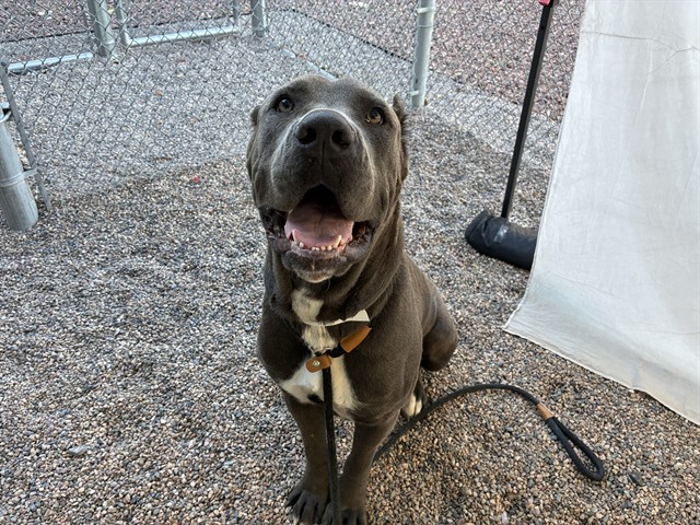 Roxanne