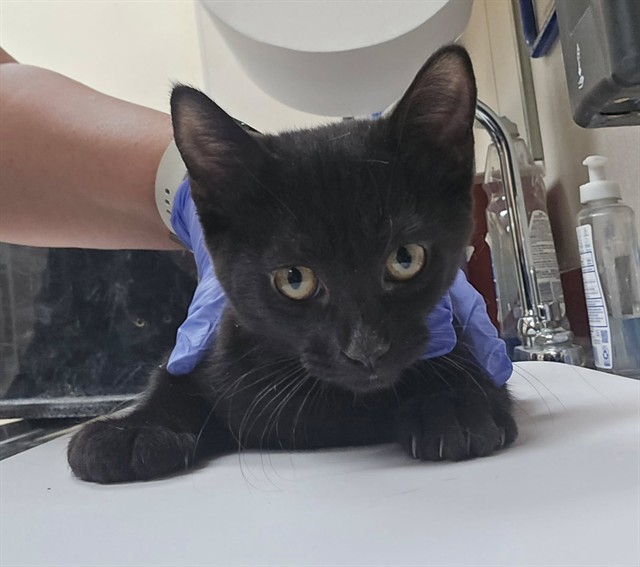 Adoptable Cat
