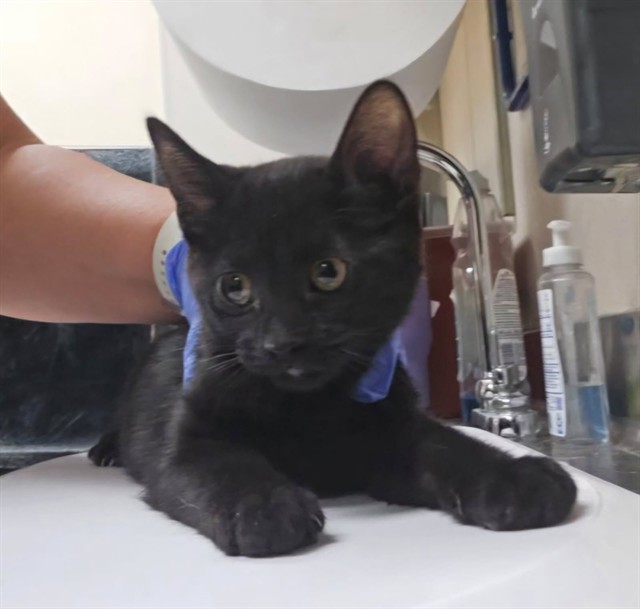 Adoptable Cat