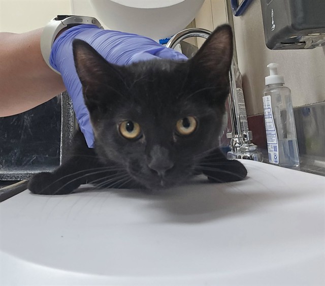 Adoptable Cat