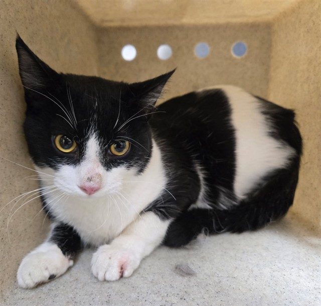Adoptable Cat