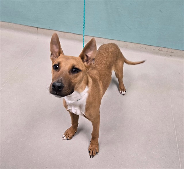 Adoptable Dog